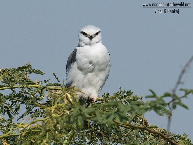 Ak Çaylak [vociferus grubu] - ML378960231