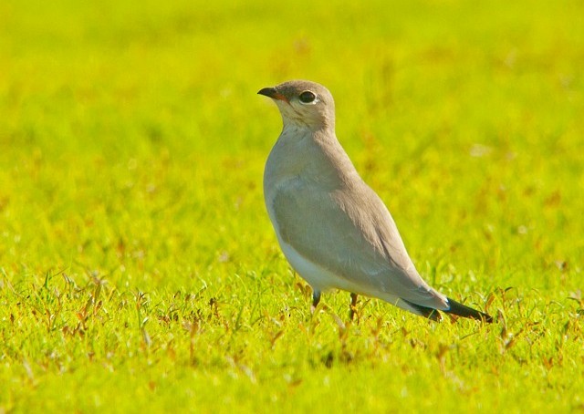 Small Pratincole - ML378960821