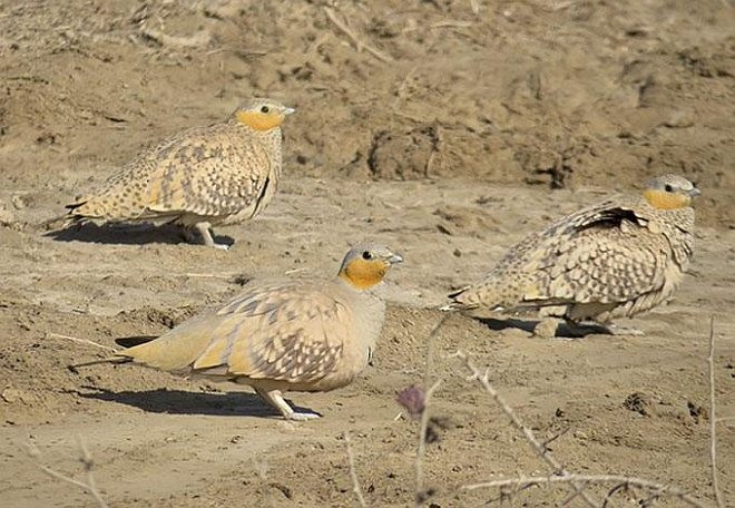 Spotted Sandgrouse - ML378961271