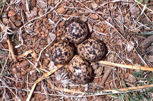 Yellow-wattled Lapwing - ML378961611