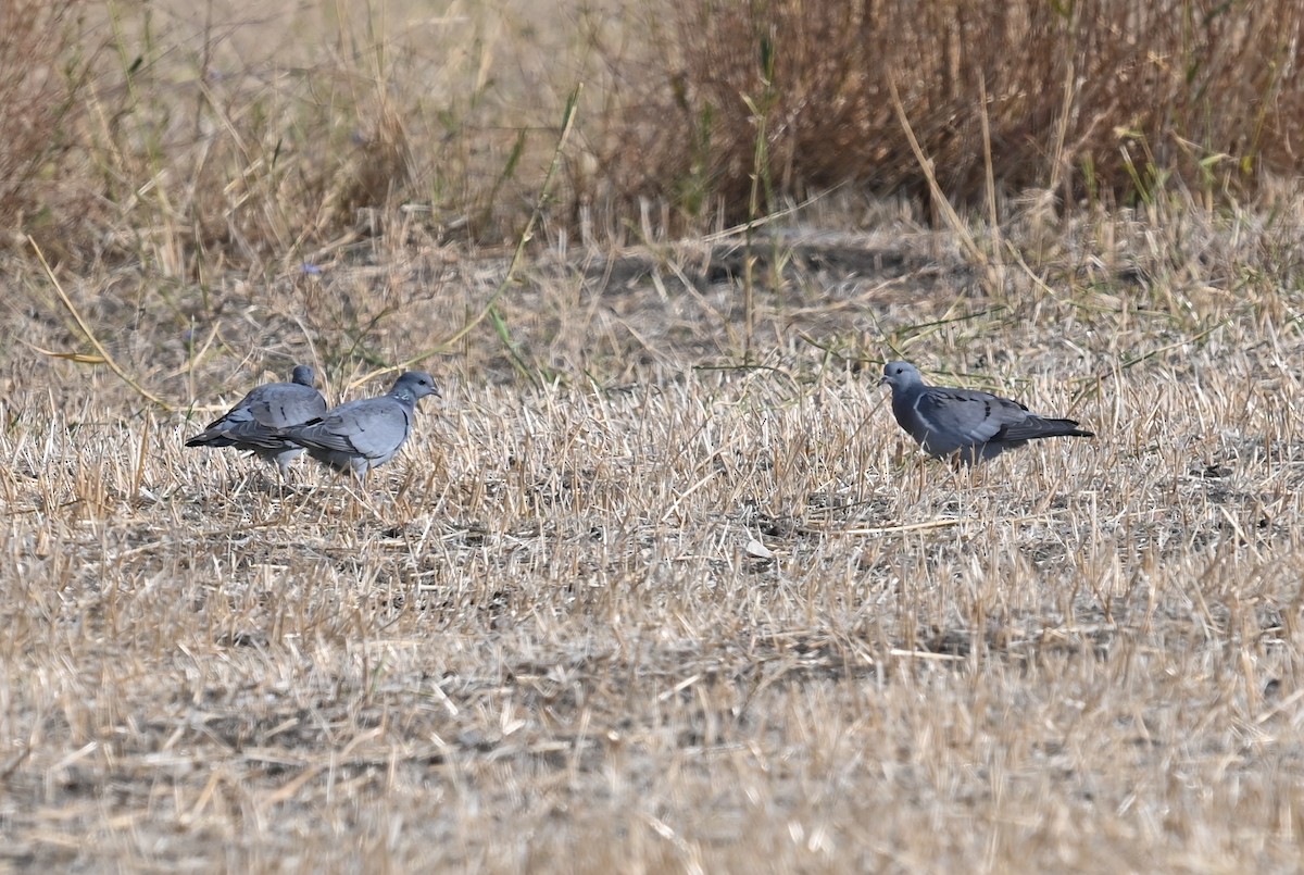 Stock Dove - ML378962091