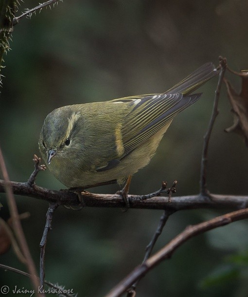 Buff-barred Warbler - ML378962481