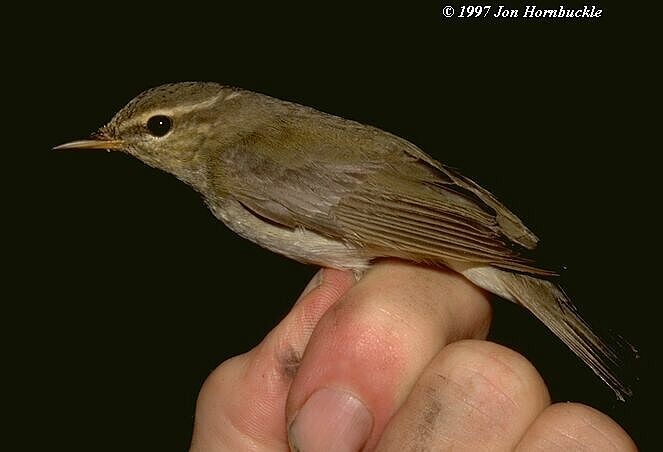 Mosquitero Japonés/Boreal/de Kamtchatka - ML378962861