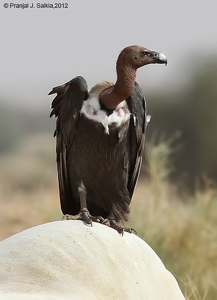 White-rumped Vulture - Pranjal J. Saikia