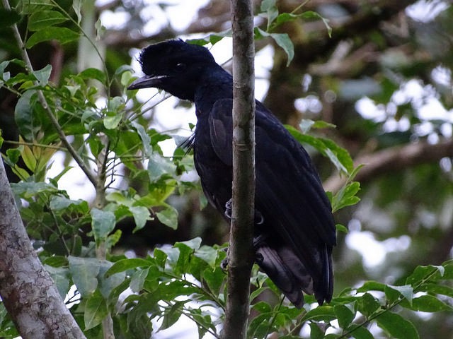 Bare-necked Umbrellabird - ML37896301