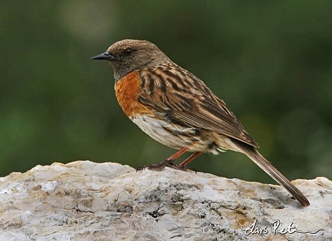 Robin Accentor - ML378963041