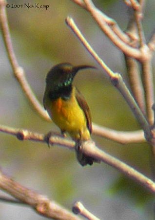 Apricot-breasted Sunbird - ML378963221