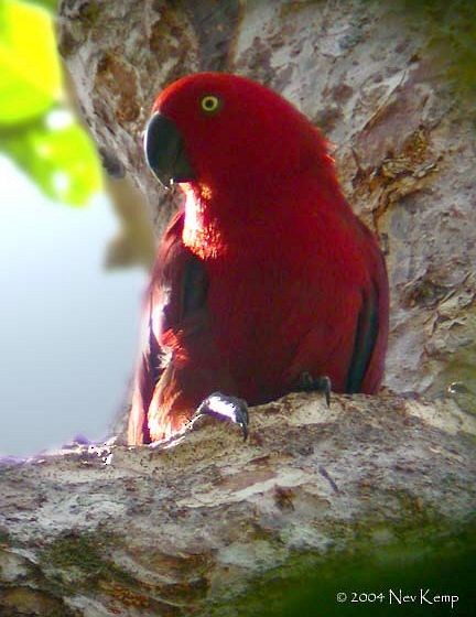 Sumba Eclectus - Nev Kemp