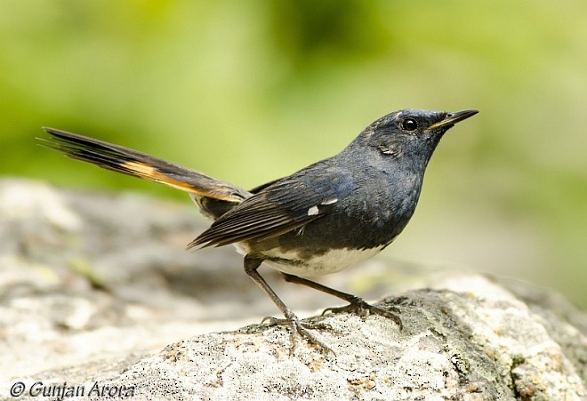 White-bellied Redstart - Gunjan Arora