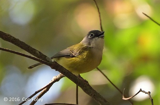 ミドリモズチメドリ - ML378963611