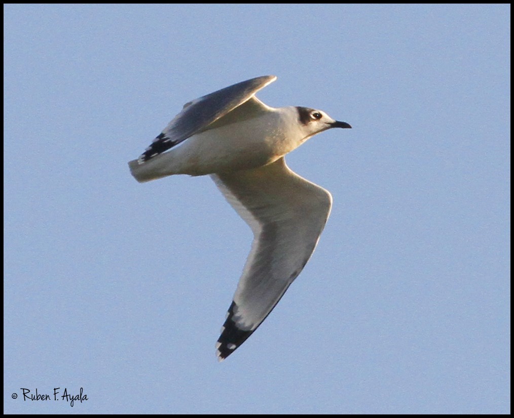 Franklin's Gull - ML37896371