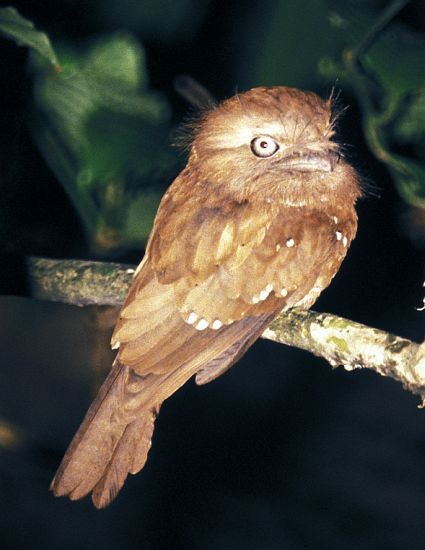 Sri Lanka Frogmouth - Ian Merrill