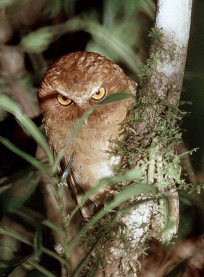 Serendib Scops-Owl - ML378964491