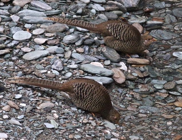 Golden Pheasant - Summer Wong