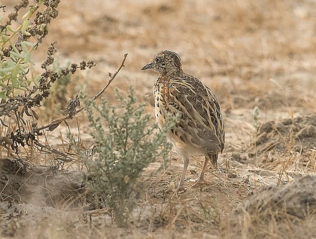 Small Buttonquail - ML378965931