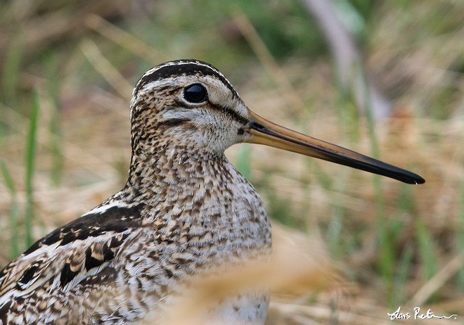 Latham's Snipe - ML378966601