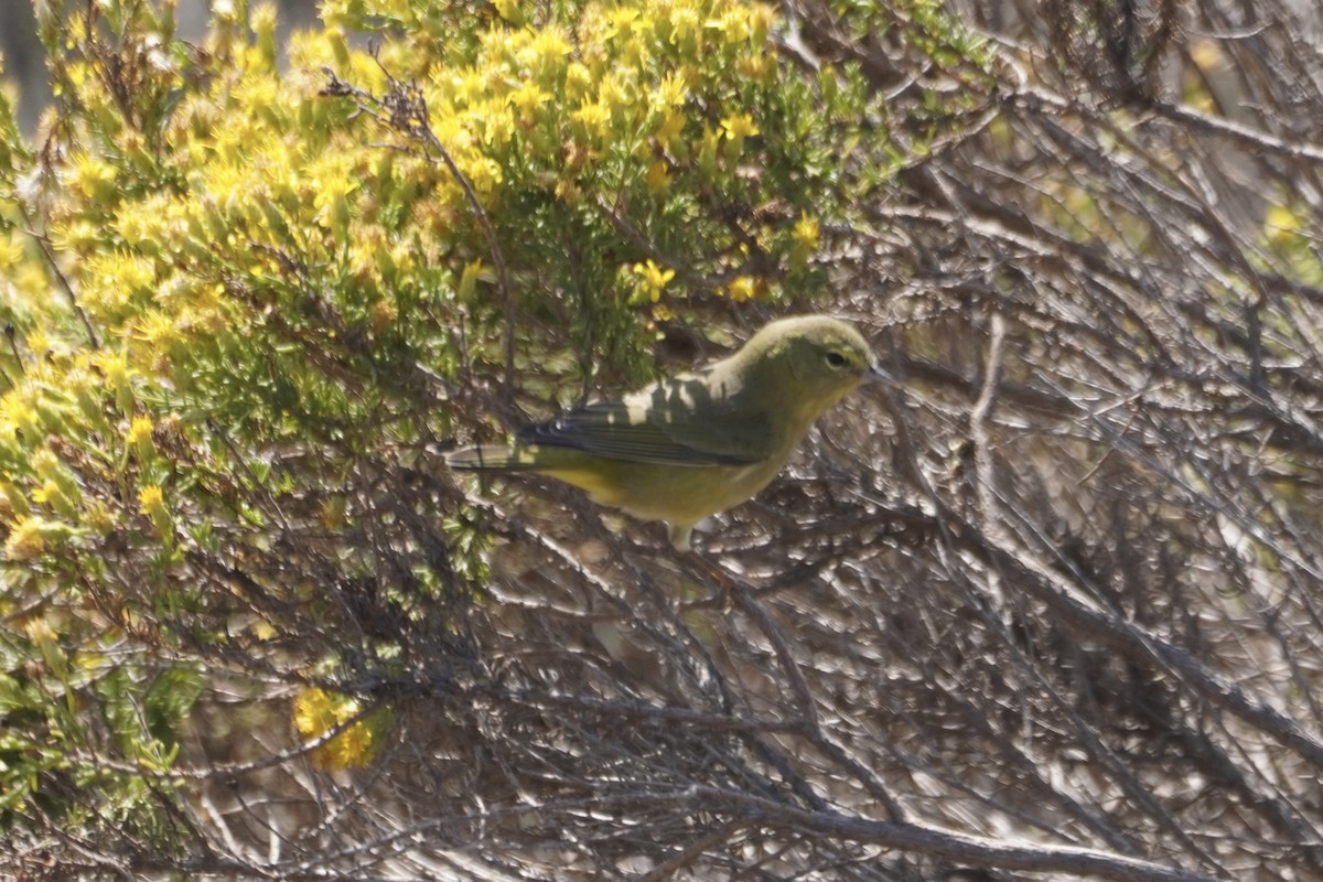 Orange-crowned Warbler - ML378967621