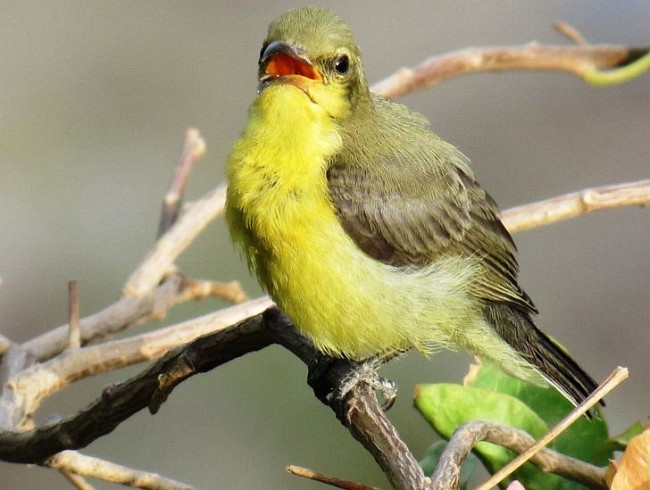 Purple Sunbird - Rajesh Kalra