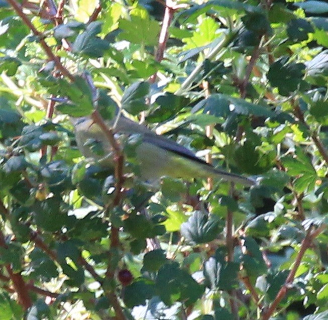 Orange-crowned Warbler - ML378968151