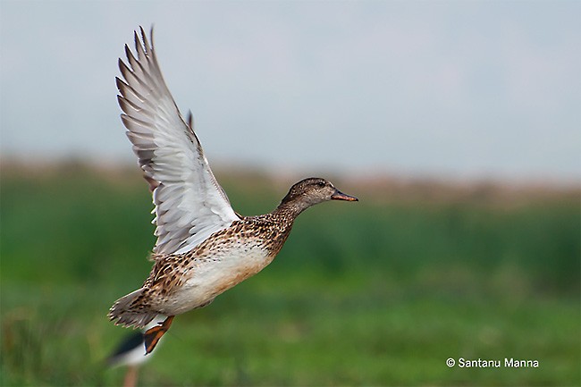 Canard chipeau - ML378968431