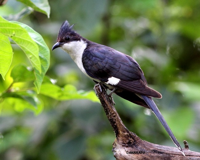 Pied Cuckoo - Subrato Sanyal