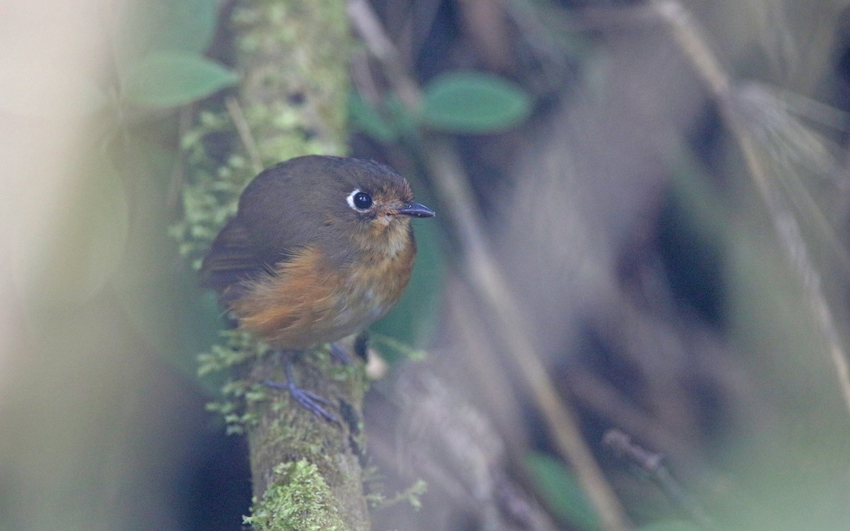 Leymebamba Antpitta - ML378969051