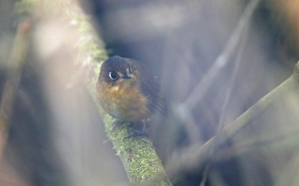 Leymebamba Antpitta - ML378969201