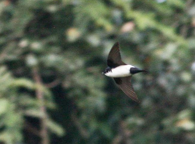 Nepal House-Martin - ML378969311