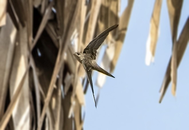 Asian Palm Swift - ML378969491