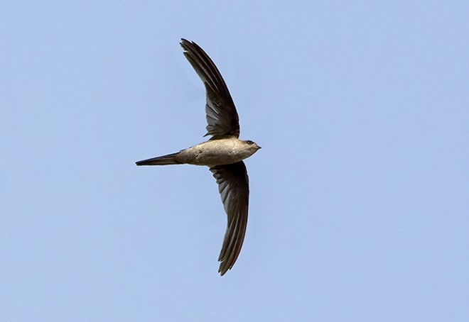 Asian Palm Swift - ML378969511