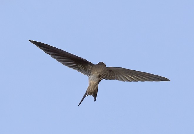 Asian Palm Swift - ML378969541