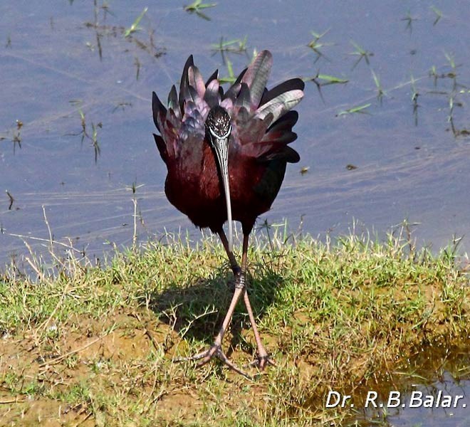 ibis hnědý - ML378969641