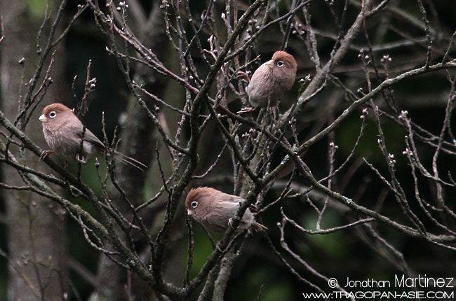 Spectacled Parrotbill - ML378969781