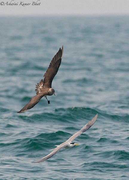 Parasitic Jaeger - ML378969911