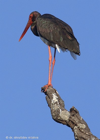 Black Stork - Shrutidev Mishra