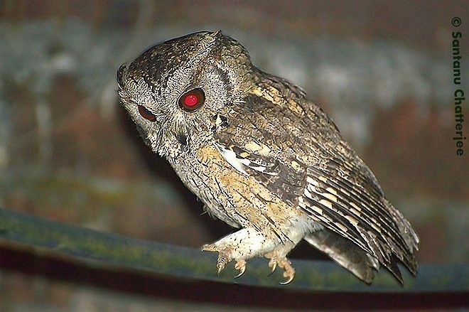 Collared Scops-Owl - Santanu  Chatterjee