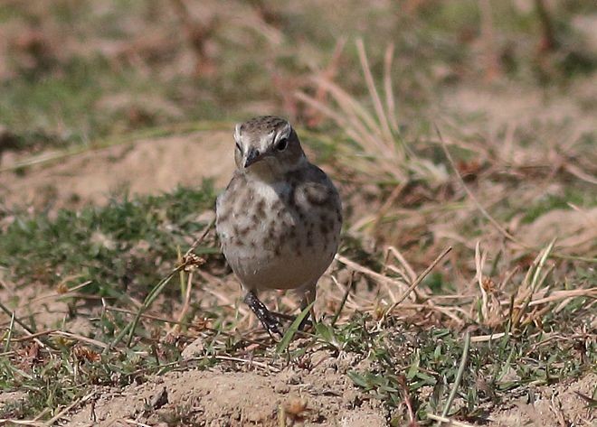 Water Pipit - ML378970711