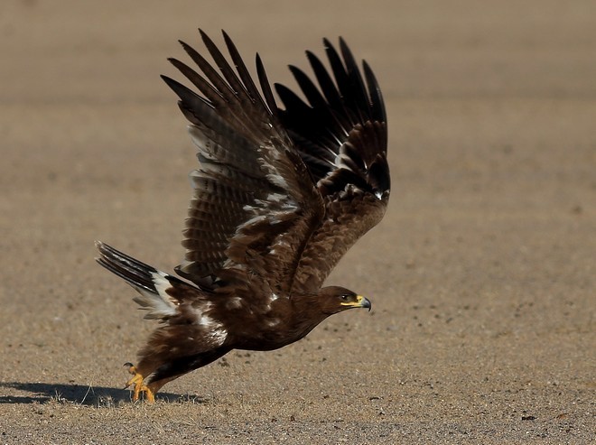 Steppe Eagle - ML378970781