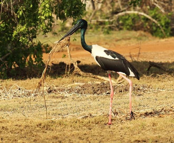 Black-necked Stork - Premasiri Mapalagama