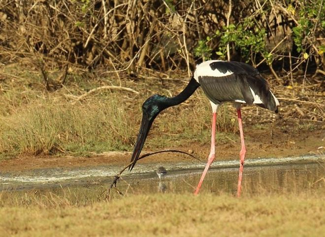 Black-necked Stork - Premasiri Mapalagama