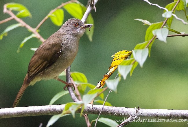 Spectacled Bulbul - ML378971101