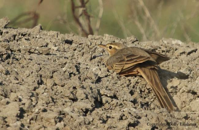 ハシナガビンズイ（jerdoni／decaptus） - ML378971111