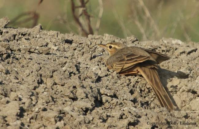 Long-billed Pipit (Persian) - ML378971111