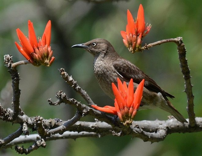 Spot-winged Starling - ML378971371