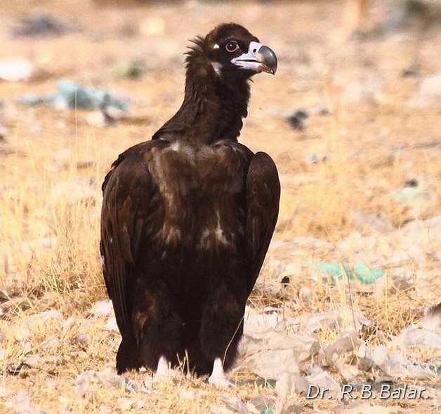 Cinereous Vulture - ML378971441