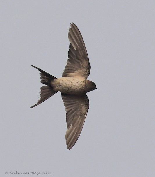 Red-rumped Swallow - ML378971481