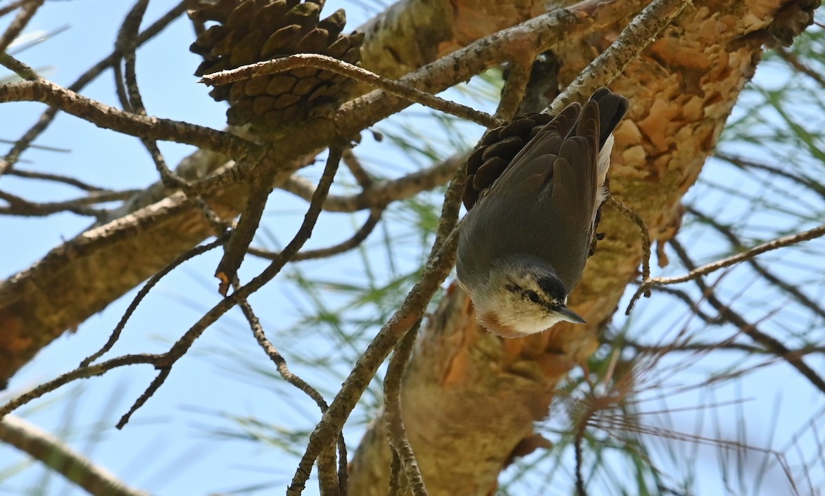 Krüper's Nuthatch - ML378972581