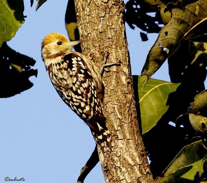 Yellow-crowned Woodpecker - Subrato Sanyal