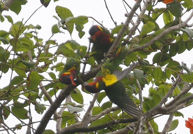 Ornate Lorikeet - ML378973041