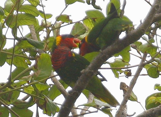 Ornate Lorikeet - ML378973121